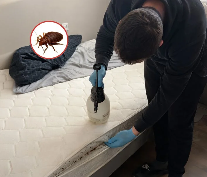 Technicien traitant un matelas contre les punaises de lit à Bussy-Saint-Georges